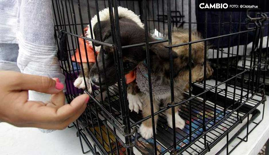 Suman 13 denuncias por maltrato a perritos en San Pedro Cholula