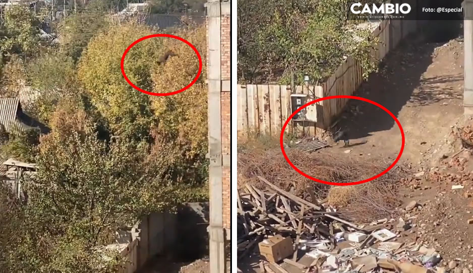 VIDEO: ¡Súper can! Captan a lomito saltando de un quinto piso... y luego sigue como si nada