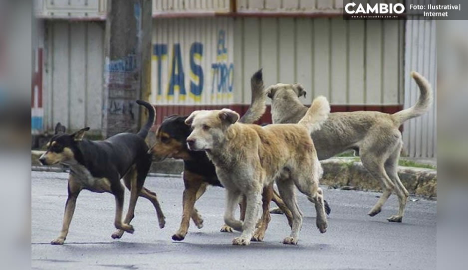 FUERTE FOTO: Jauría de perros arranca pedazo de piel a mujer en Cuautlancingo