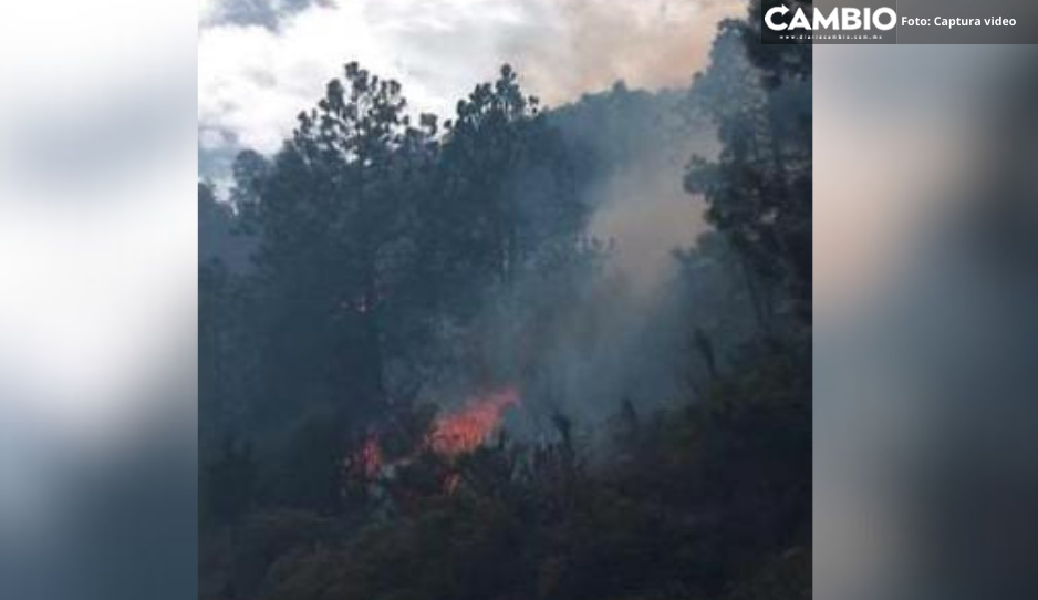 Reportan incendio en zona boscosa del volcán Citlaltépetl