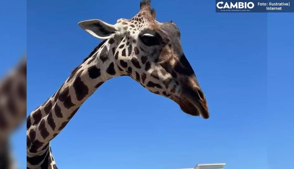 ¡Ya es oficial! Este sábado Benito se integrará a la manada de 7 jirafas en Africam Safari (VIDEO)