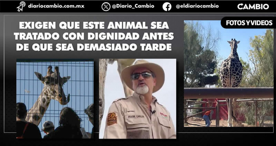 Profepa y gobierno de Chihuahua frenan traslado de Benito a Africam, mientras la jirafa sigue padeciendo del sol y el frío