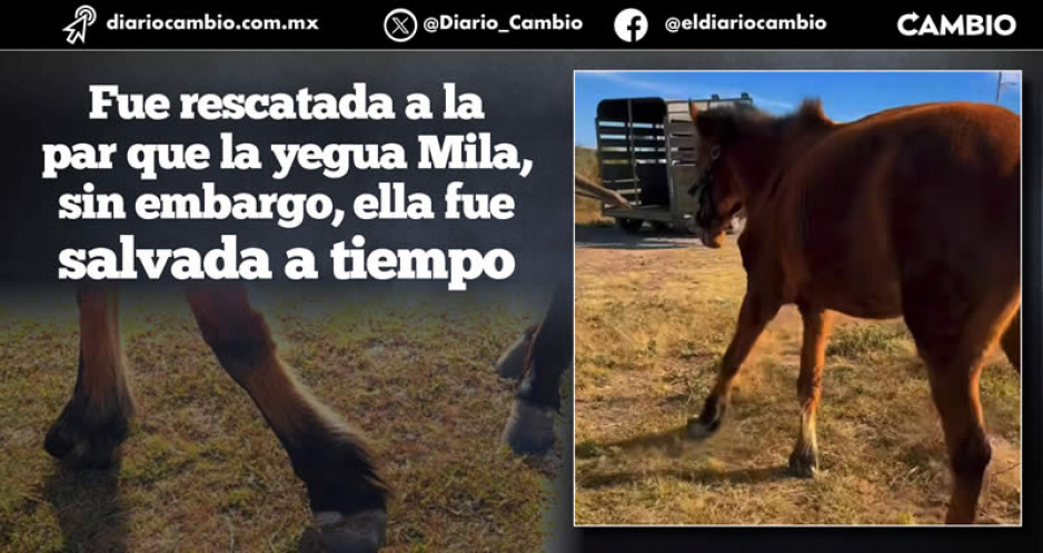 Otra yegua rescatada como Mila: vivía con cascos malformados y era maltratada