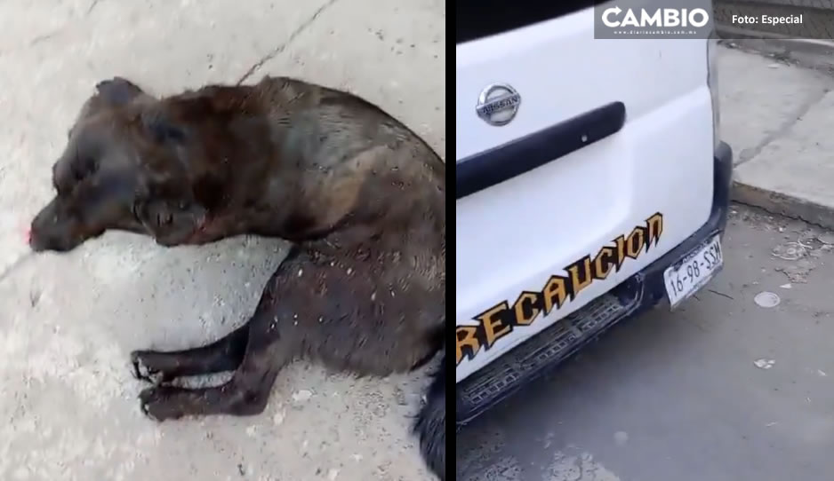 ¡Desalmado! Chofer de ruta 64C atropella a perrito que descansaba en San Jerónimo Caleras