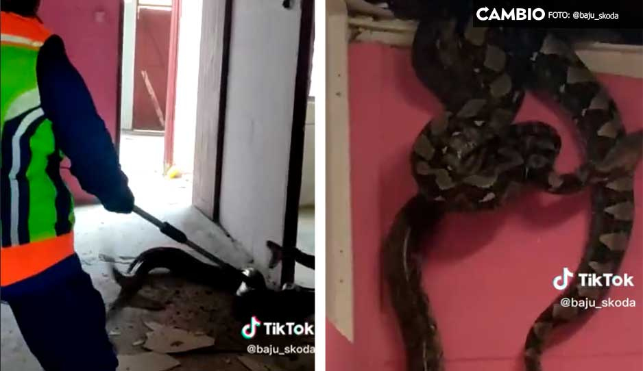 ¡Ay viborón! Dos pitones gigantes provocan derrumbe del techo en casa