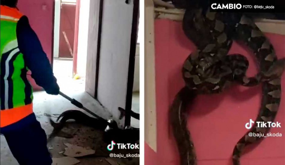 ¡Ay viborón! Dos pitones gigantes provocan derrumbe del techo en casa