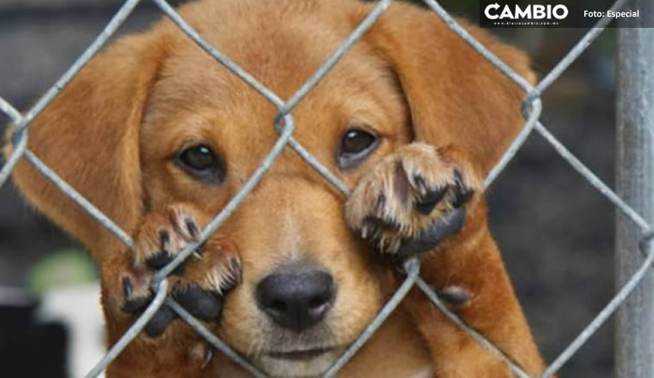 ¡Justicia para la perrita Nena! Vecinos de Agua Escondida acusan maltrato animal (FUERTE FOTO)