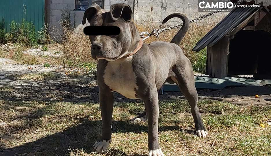Autoridades de Chiautzingo ignoran denuncias por repetidos ataques de perros pitbull