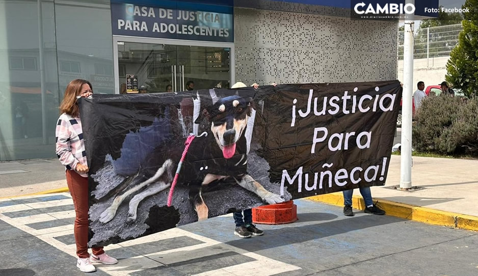 ¡Justicia para los lomitos! Convocan a marcha contra el maltrato animal en Puebla