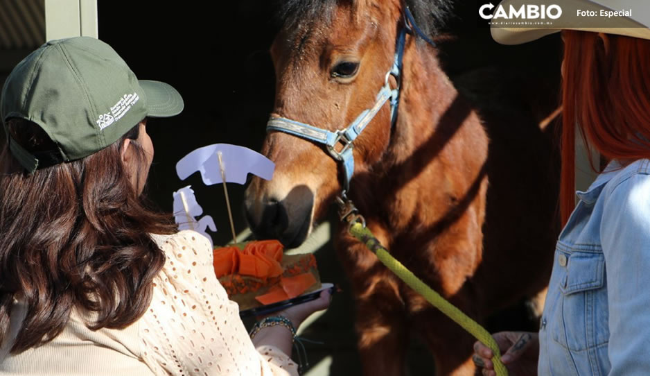 ¡Bienvenida! Regresa Mila a Cuaucolandia tras recuperarse de brutal golpiza en Coronango