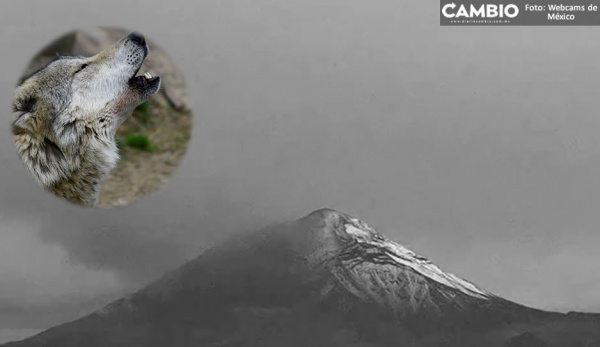  VIDEO: ¿Eran lobos? Captan aullidos en el volcán Popocatépetl