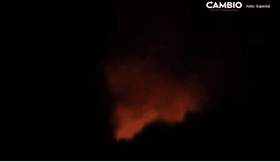 Incendio de Bosque de Piñón consume hectáreas de árboles en Vicente Guerrero