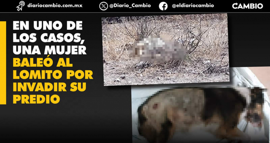 Preocupa violencia vs canes en Tehuacán y Miahuatlán: van dos lomitos baleados