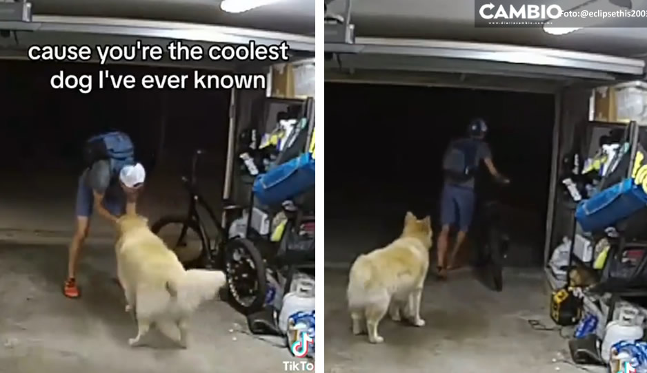 VIDEO: Ladrón se hace amigo de lomito guardián mientras roba casa