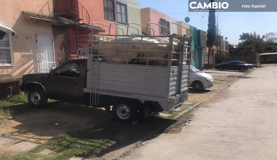 Abandonan camioneta con ganado en fraccionamiento de Izúcar de Matamoros
