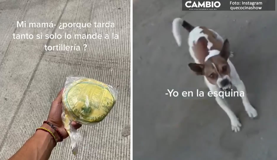 ¡Delincuencia imparable! Perritos ‘asaltan’ a joven que va por las tortillas (VIDEO)