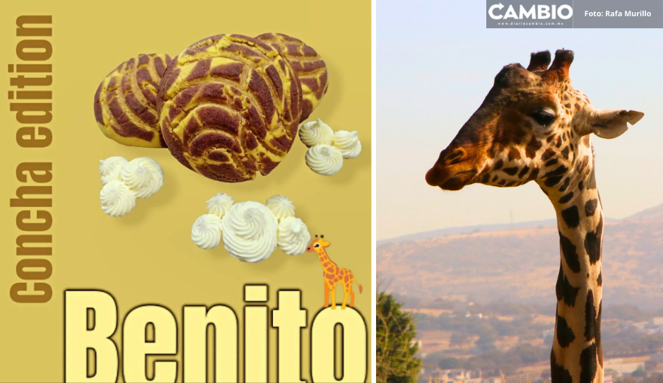 ¡Hagan sus pedidos! Lanzan la “Benichoncha”, concha en honor a la jirafa Benito