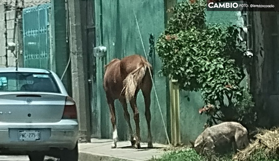 ¡Inhumanos! Caballo es amarrado día y noche contra un muro en San Pedro Cholula