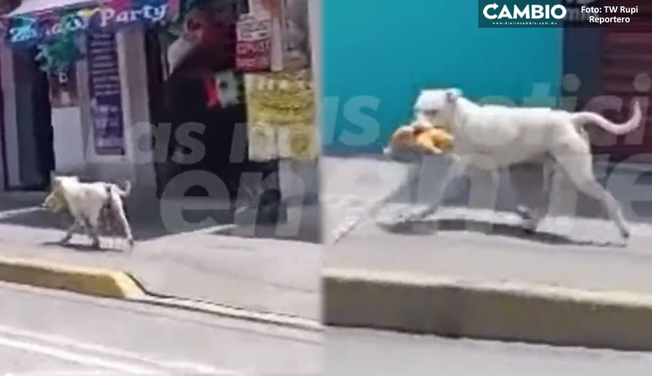 ¡Atrapen a ese bello ladrón! Perrito se roba un pollo en la 16 de Septiembre (VIDEO)