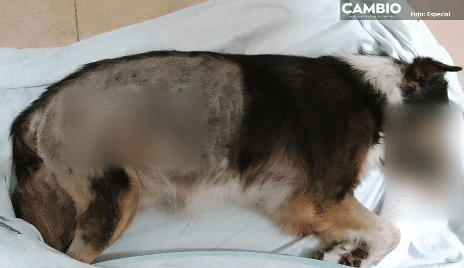 ¡Inhumano! Mujer balea y mata a perrito “Peluche” en Miahuatlán