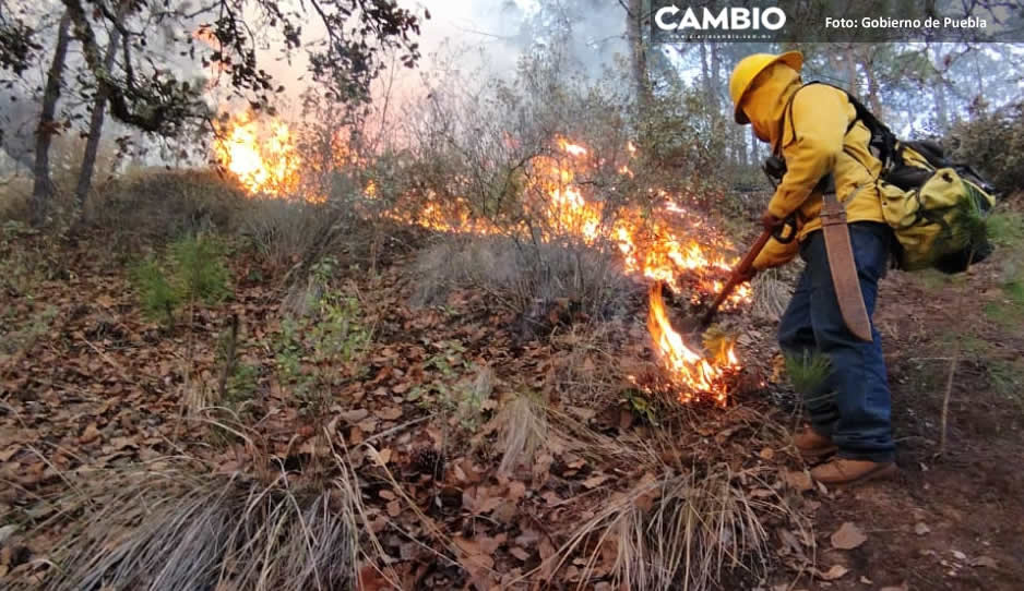 ¡Cuidado! Suman más de 50 incendios forestales en Puebla durante 2024 (VIDEO)