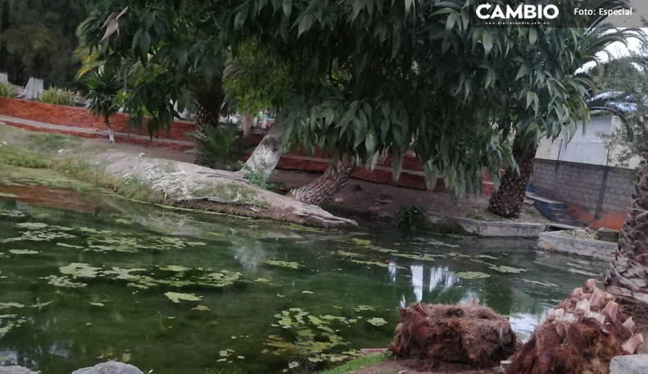 Acusan a lavanderías y pipas de agua de secar manantiales en Tehuacán