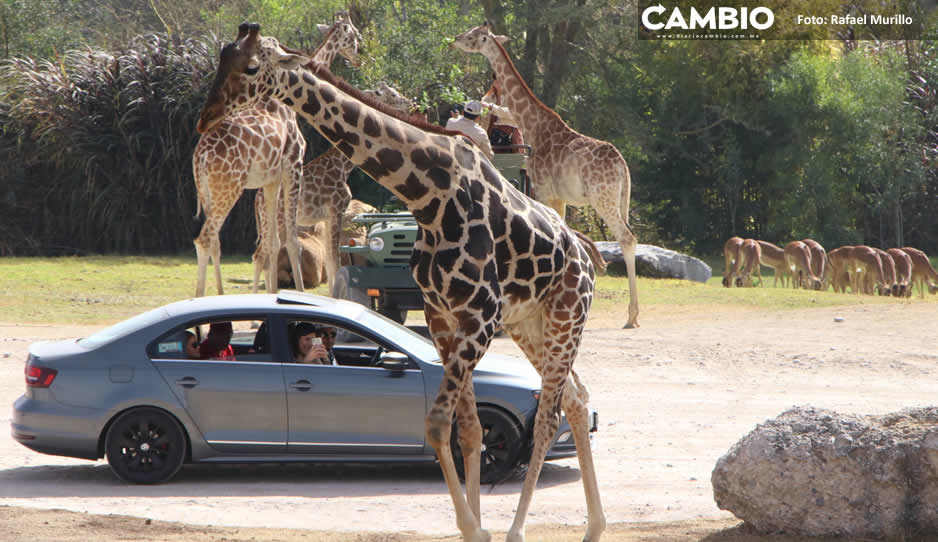 Arribo de Benito intensifica demanda de experiencias únicas en Africam Safari