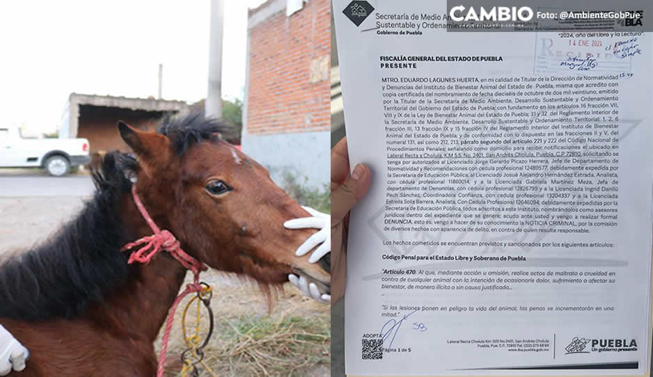 Denuncian por maltrato animal a dueño de yegua &#039;Mila&#039; rescatada en Coronango