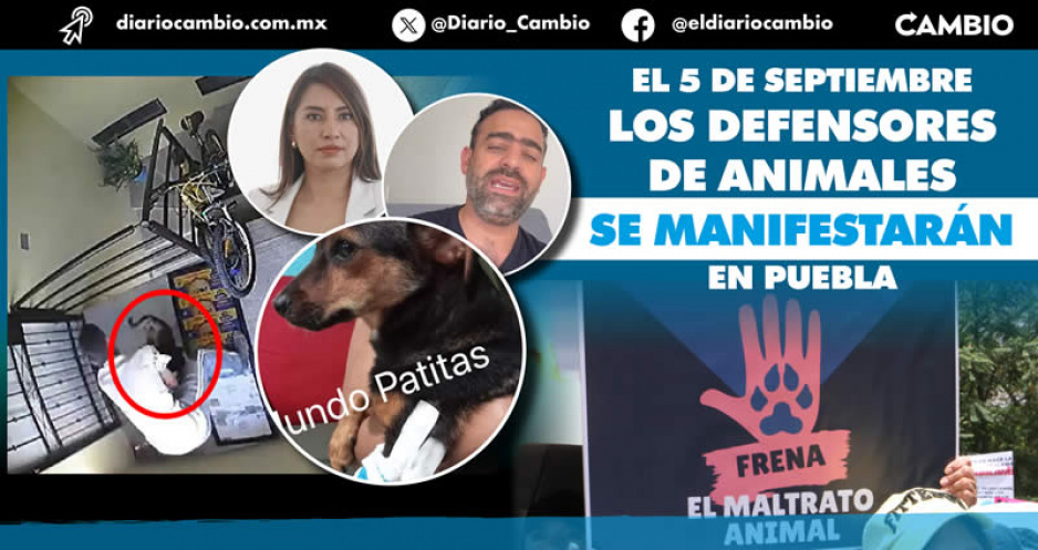Angélica genera escándalo nacional por su silencio ante agresión vs perrita Enedina