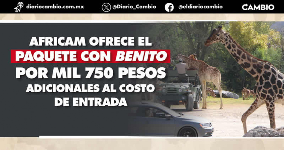 Africam Safari explota a Benito: vende picnics, viajes en bici y hasta Wild Drinks junto a la jirafa