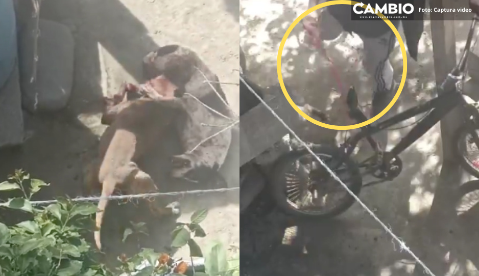 VIDEO FUERTE: Desalmados capturan a lomitos de la calle para que sus pitbull los maten