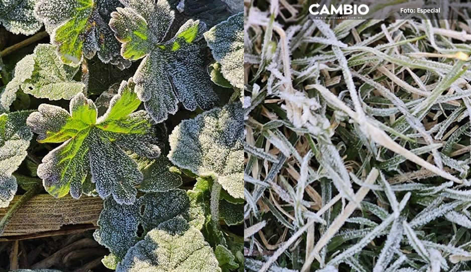 ¡A sacar la cobija de tigre! Heladas pintan de blanco la Sierra Negra de Puebla