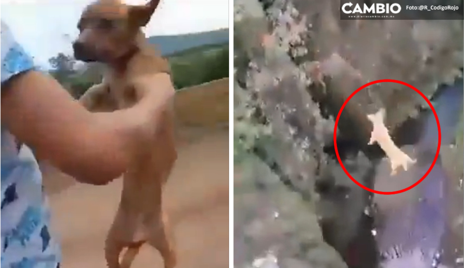 VIDEO: ¡Infelices! Jóvenes lanzan a perro desde un puente y después le disparan