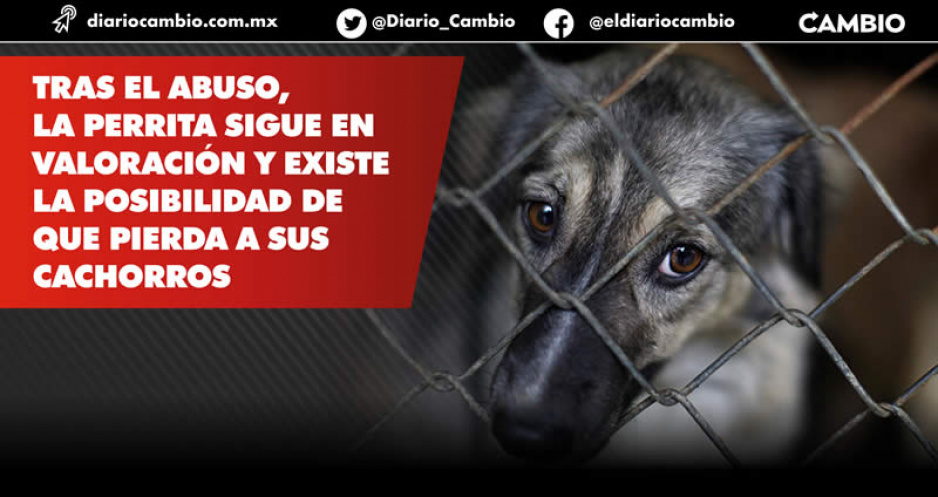 Dueña de Muñeca, perrita víctima de zoofilia en Atlixco, acusa que MP niega que se trate de un caso de violación