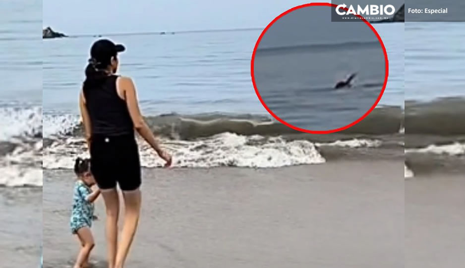 VIDEO SENSIBLE: Tiburón ataca brutalmente a turista en playa de Guerrero