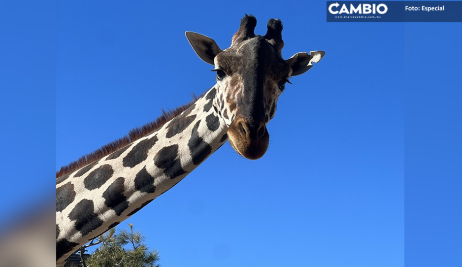 ¡Benito todavía no llegará a Puebla! Profepa no da permiso para que viva en Africam Safari
