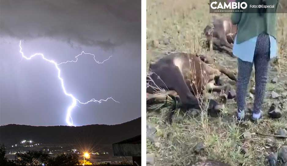 ¡Cálmate Tláloc! Rayo electrocuta a pastor y mata a su ganado en Atlixco