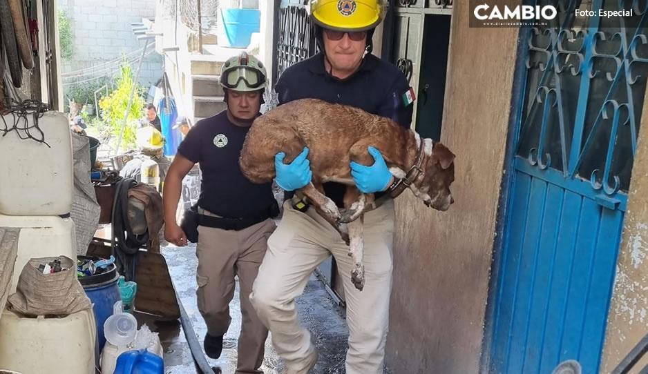 ¡Pobrecito! Perrito resulta intoxicado tras incendio en casa habitación en San Pablo Xochimehuacan