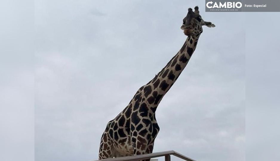 ¡Benito seguirá pasando frío! Profepa frena traslado de la jirafa a Africam Safari