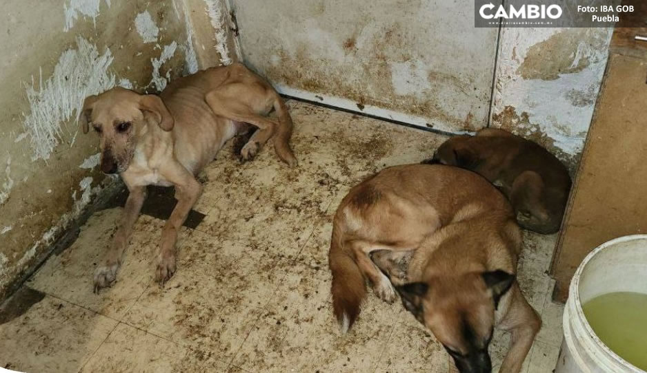 Bienestar Animal rescata a perros que se estaban comiendo entre ellos en Los Héroes
