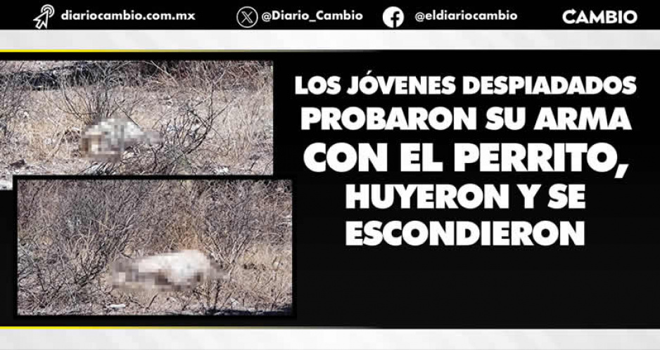 Dos sujetos desalmados acribillan a un lomito cerca de una escuela en Tehuacán
