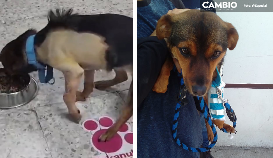 Ella es Enedina, la perrita que sobrevivió a una agresión extrema en Huejotzingo