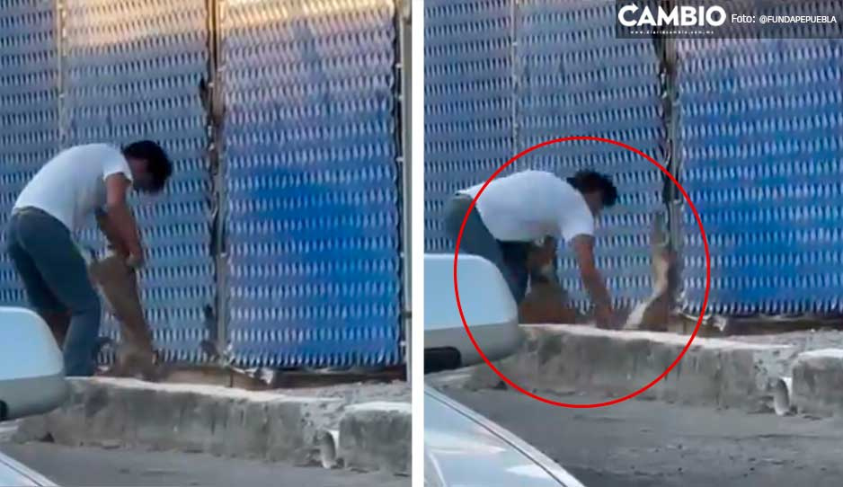 ¡Basta de maltrato! Desalmado azota a perrito en la Belisario Domínguez (VIDEO)