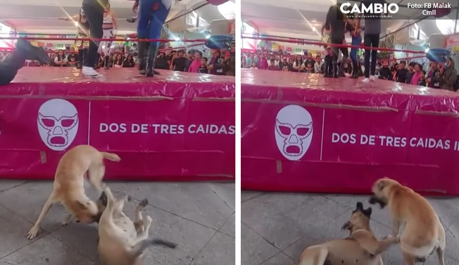 VIDEO: ¡Batalla perruna! Lomitos se roban show tras pelearse durante función de lucha libre