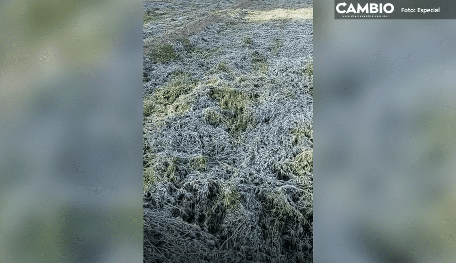 ¡Preocupante! Helada en Tehuacán afecta campos de siembra
