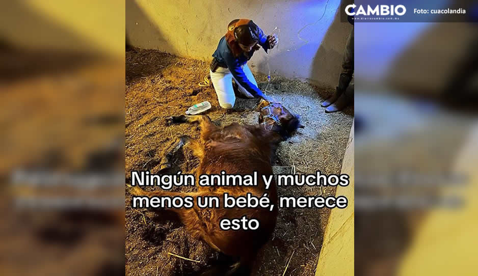 VIDEO: Así fue rescatada la yegua bebé que fue brutalmente golpeada en Coronango