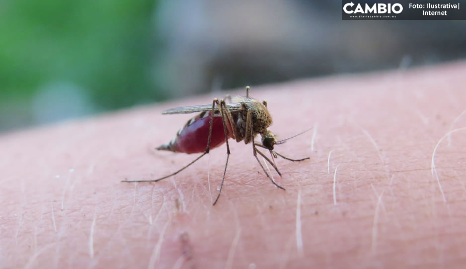 ¡A fumigar las casas! Reportan 13 casos positivos por dengue en Ajalpan
