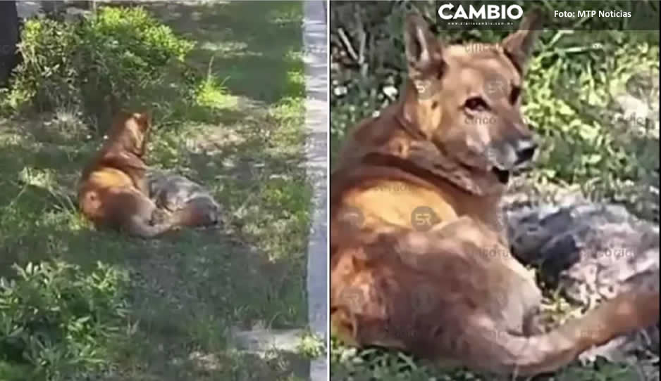 ¡Triste momento! Perrito no abandona a su &#039;compa&#039; que murió tras ser atropellado (VIDEO)