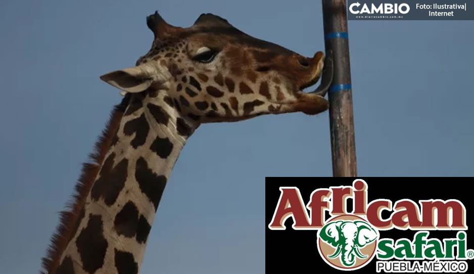 ¿Quieres ver a Benito? En esta fecha será presentado en Africam Safari