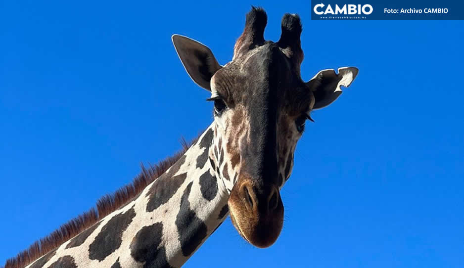 ¡Allá vamos Benito! Por sólo 385 pesos podrás visitarlo en Africam Safari